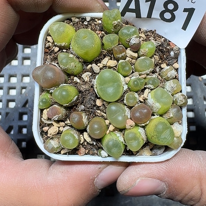 181 多肉植物多肉植物