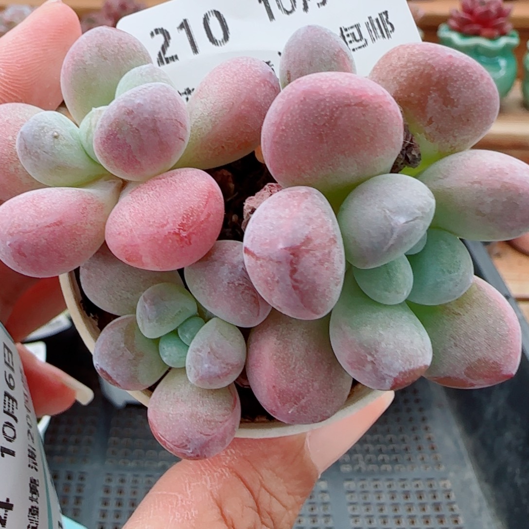 花语逸镜1006-210胖美人