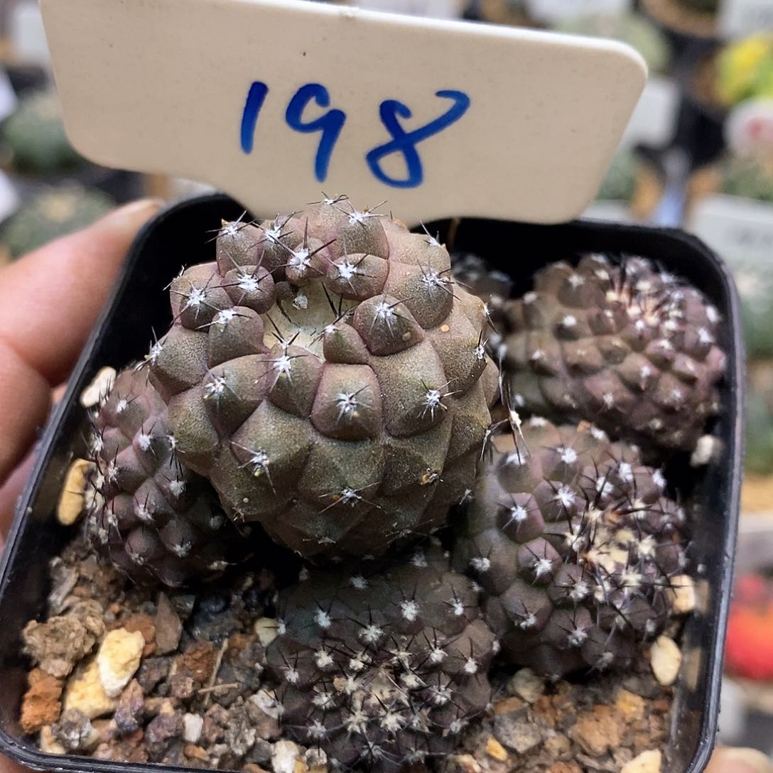 龙爪饿自己特价来了来