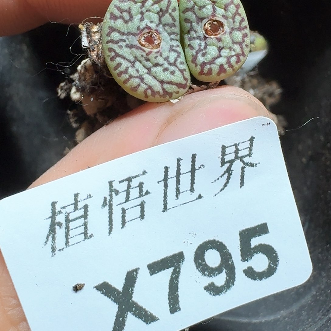 795号多肉植物哇f g