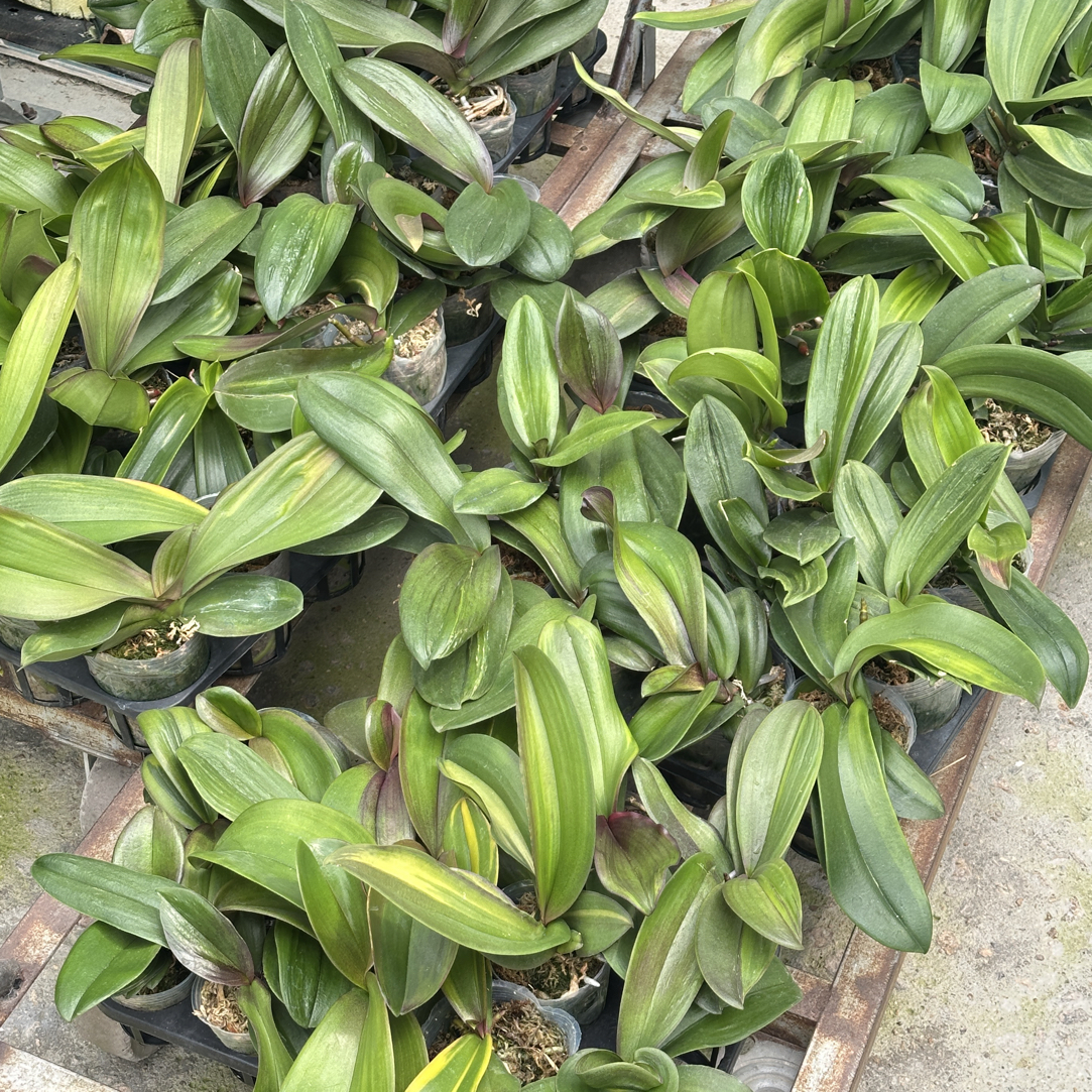 实生品种花后苗福利