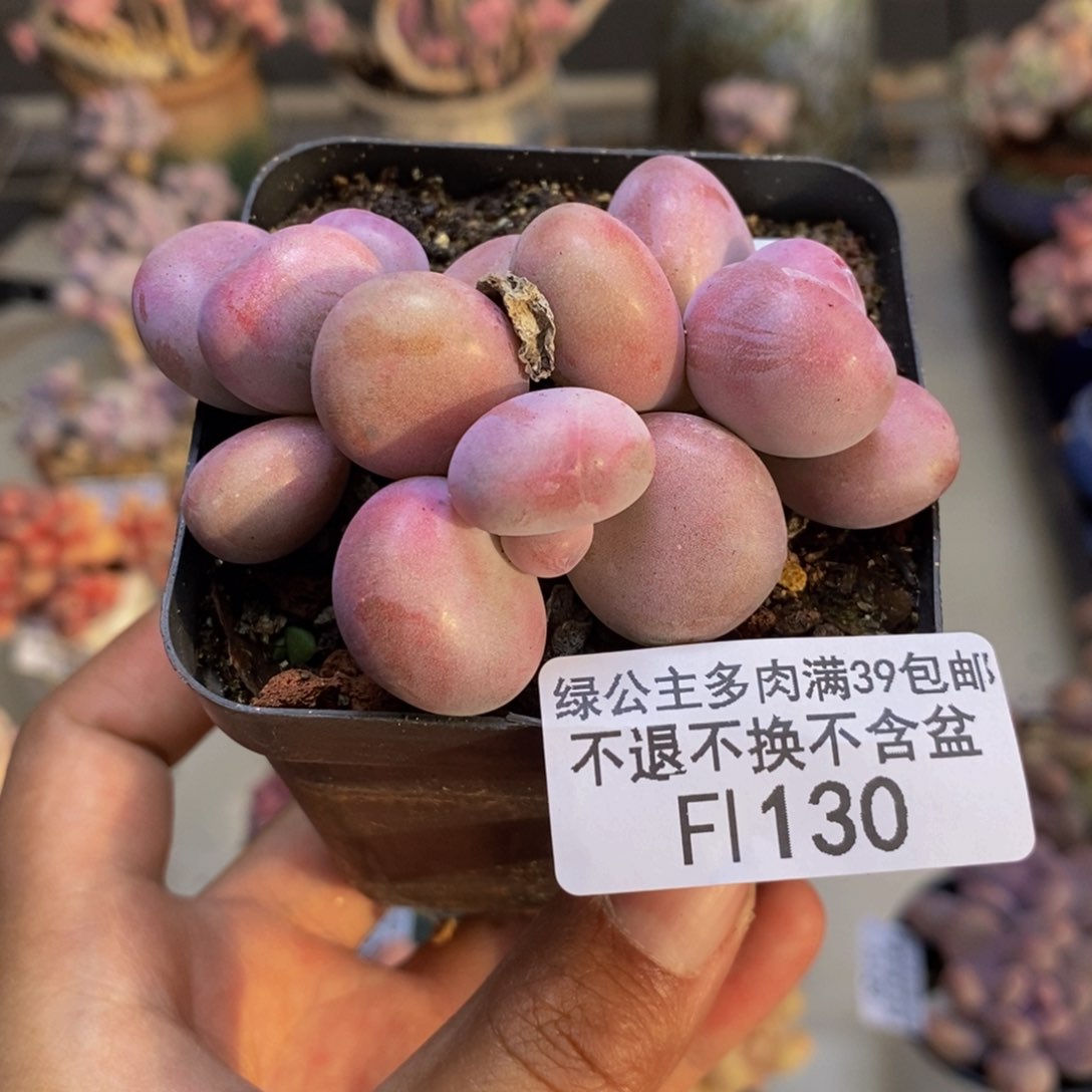 130腰子桃蛋多肉4cm