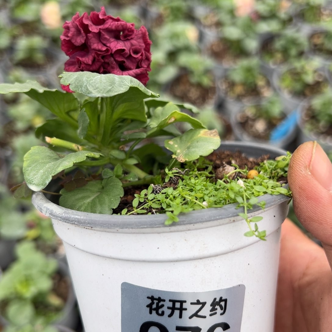 【闪购商品】完全开放076号