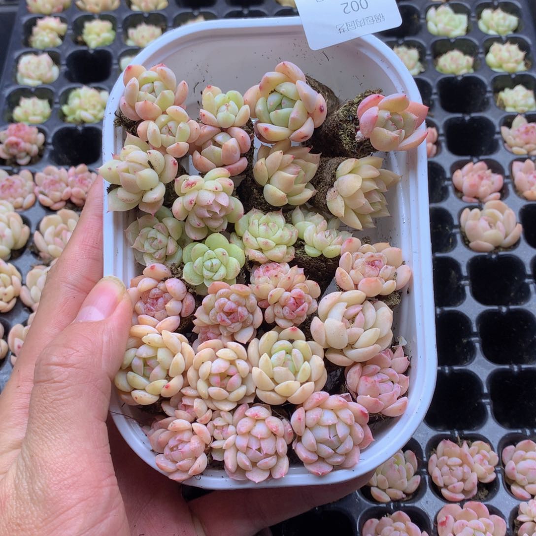 反反复复还是很开心的002