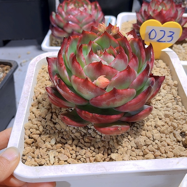 惊鸿仙子多肉植物23