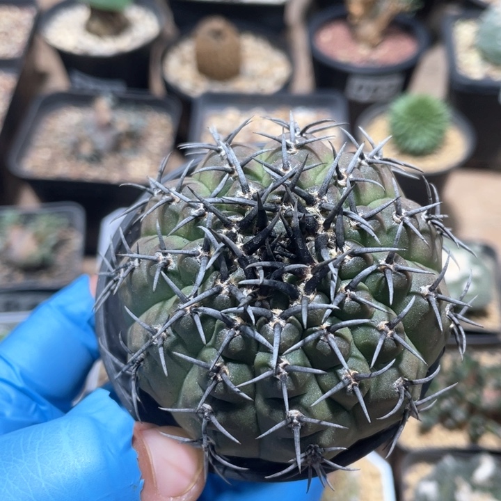 043实生黑刺凤头