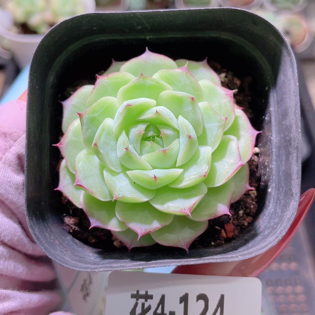 花利美4-124玫瑰仙子