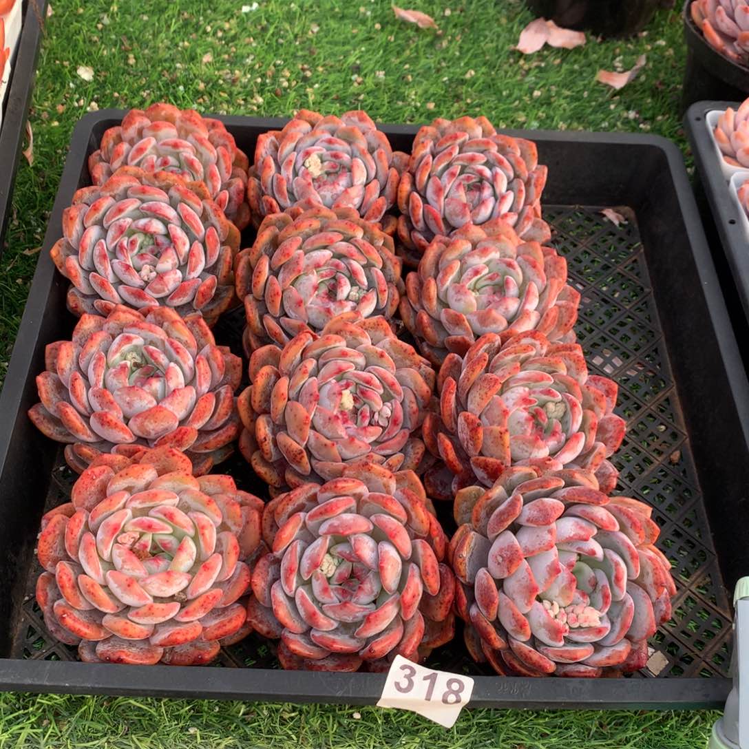 318橙子多肉植物组合
