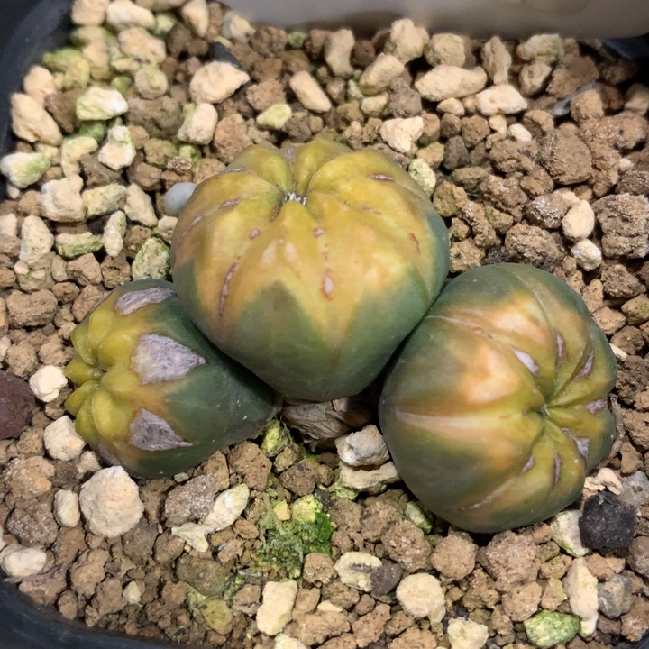 【闪购商品】仙人球仙人球仙人球仙人球仙人球