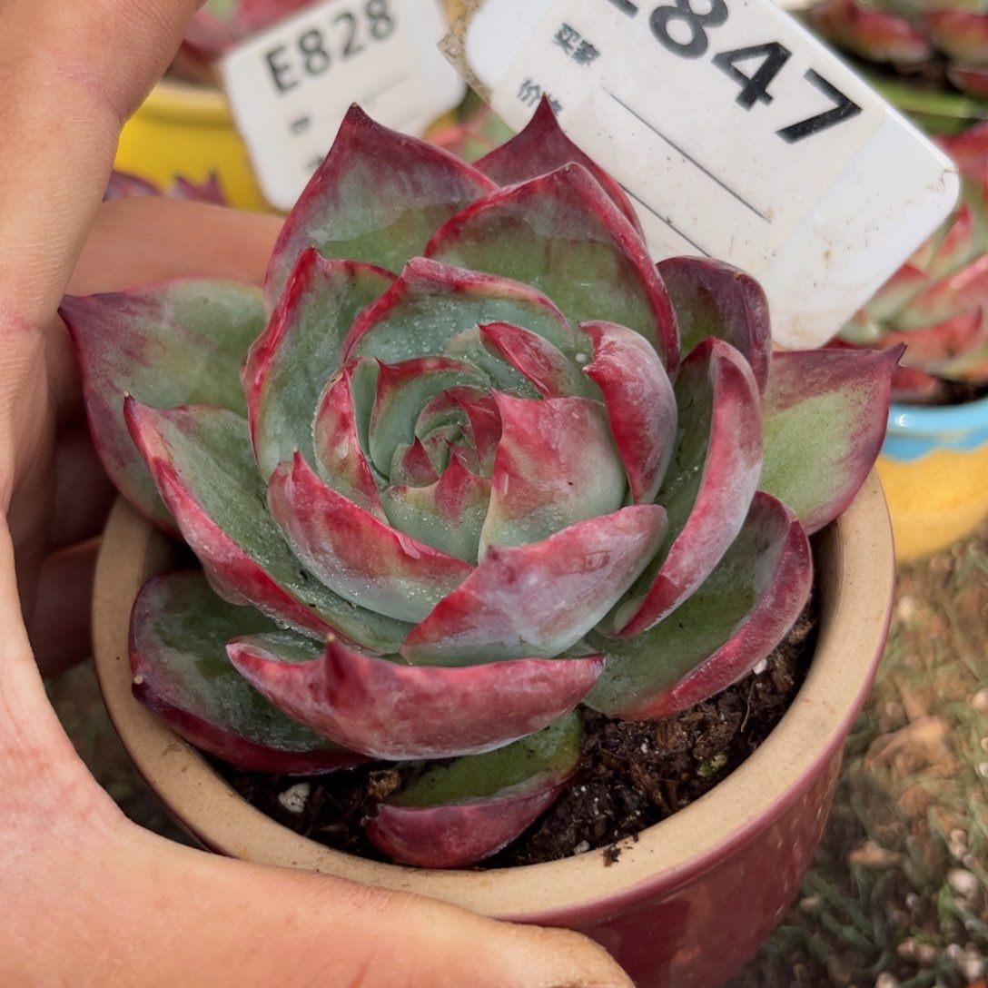 爱****儿惊鸿一瞥847号多肉植物