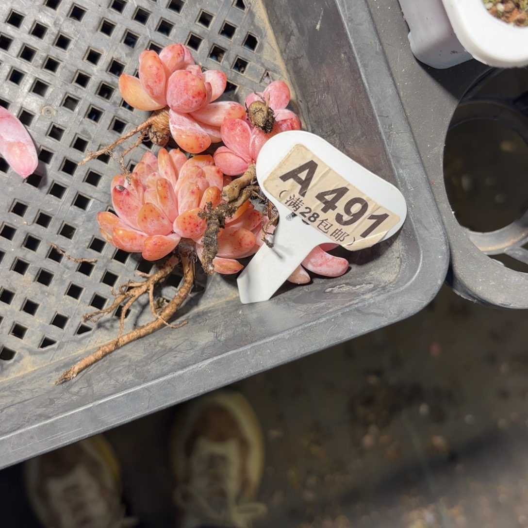 夏***子A491一堆一物一拍
