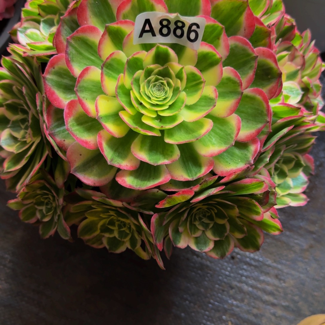 用***露886多肉植物法师号