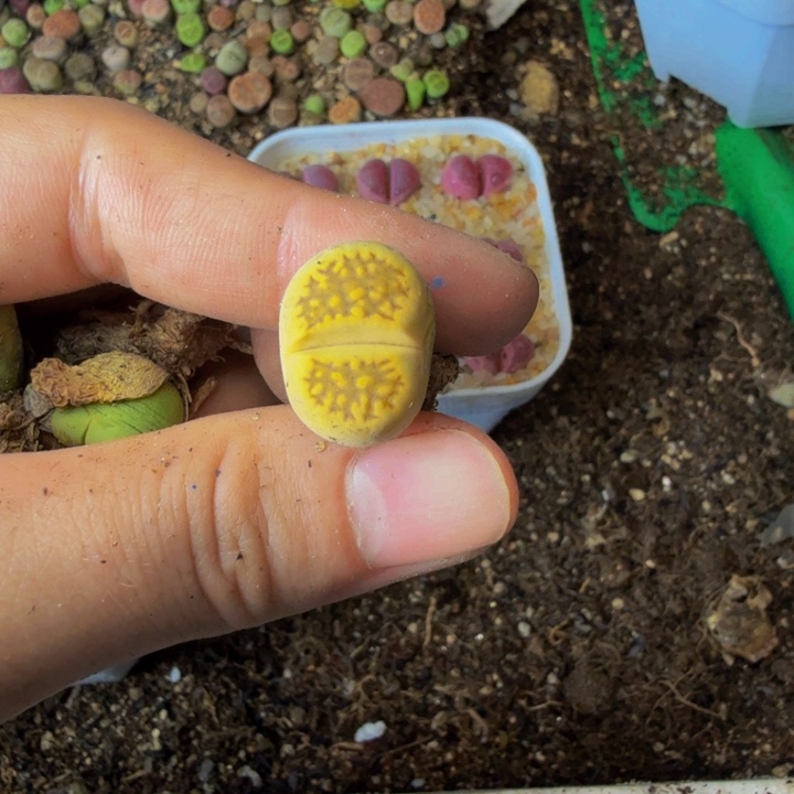 亿多肉植物的生长发育和449