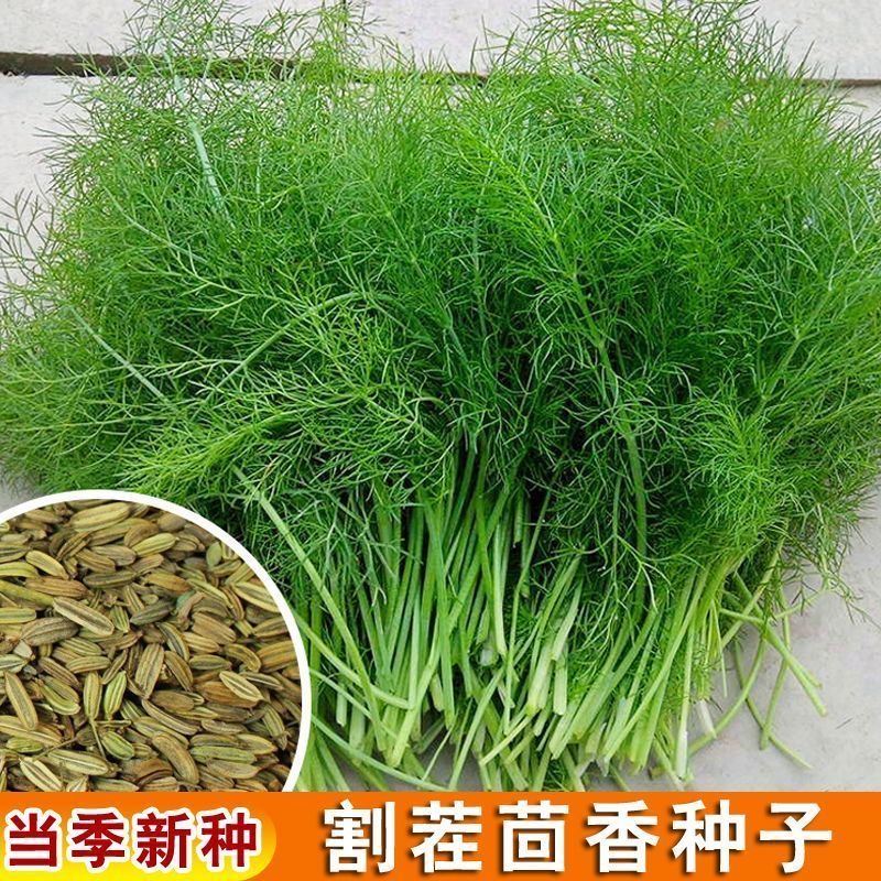 小茴香种子籽孑蔬菜苗新鲜蔬菜盆栽食用四季阳台农家庭院春秋播种