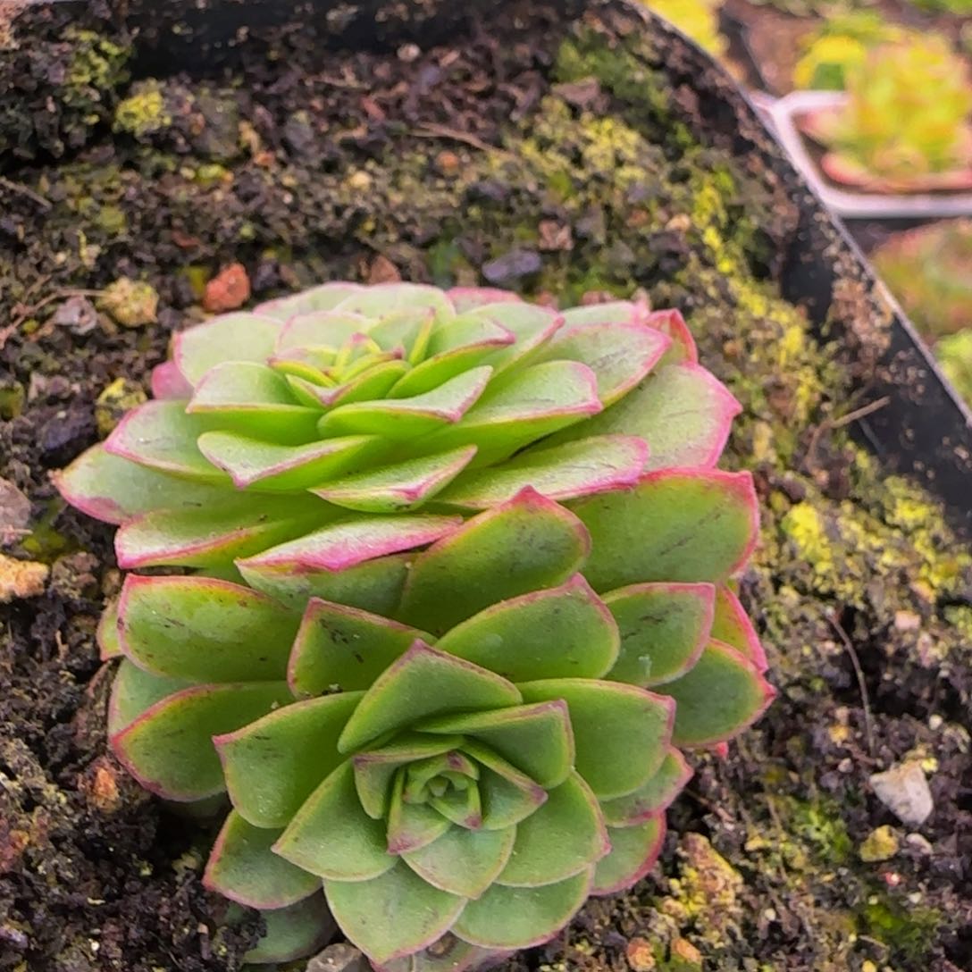 紫龙花球1535652757535