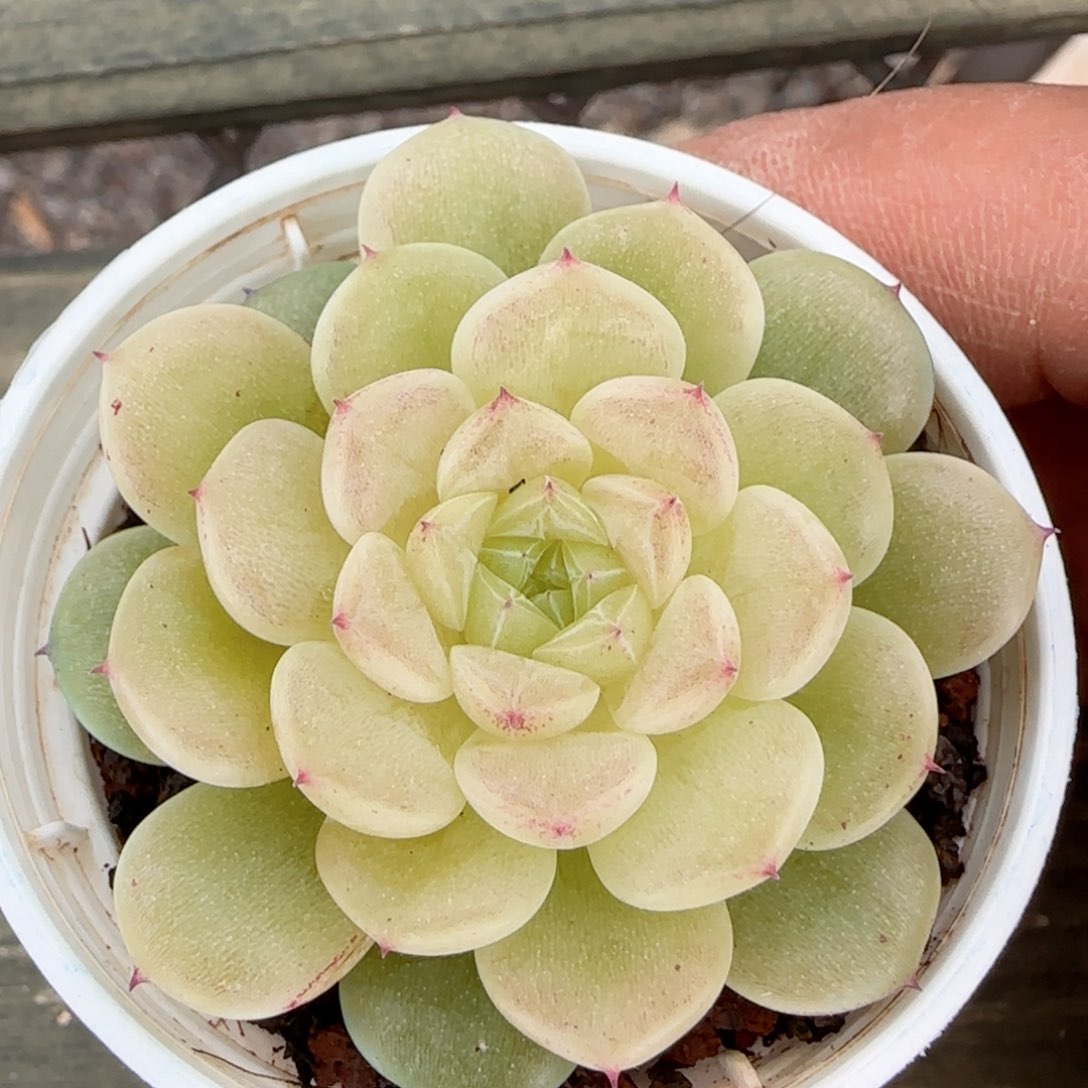 【闪购商品】0206-155（xx-53）