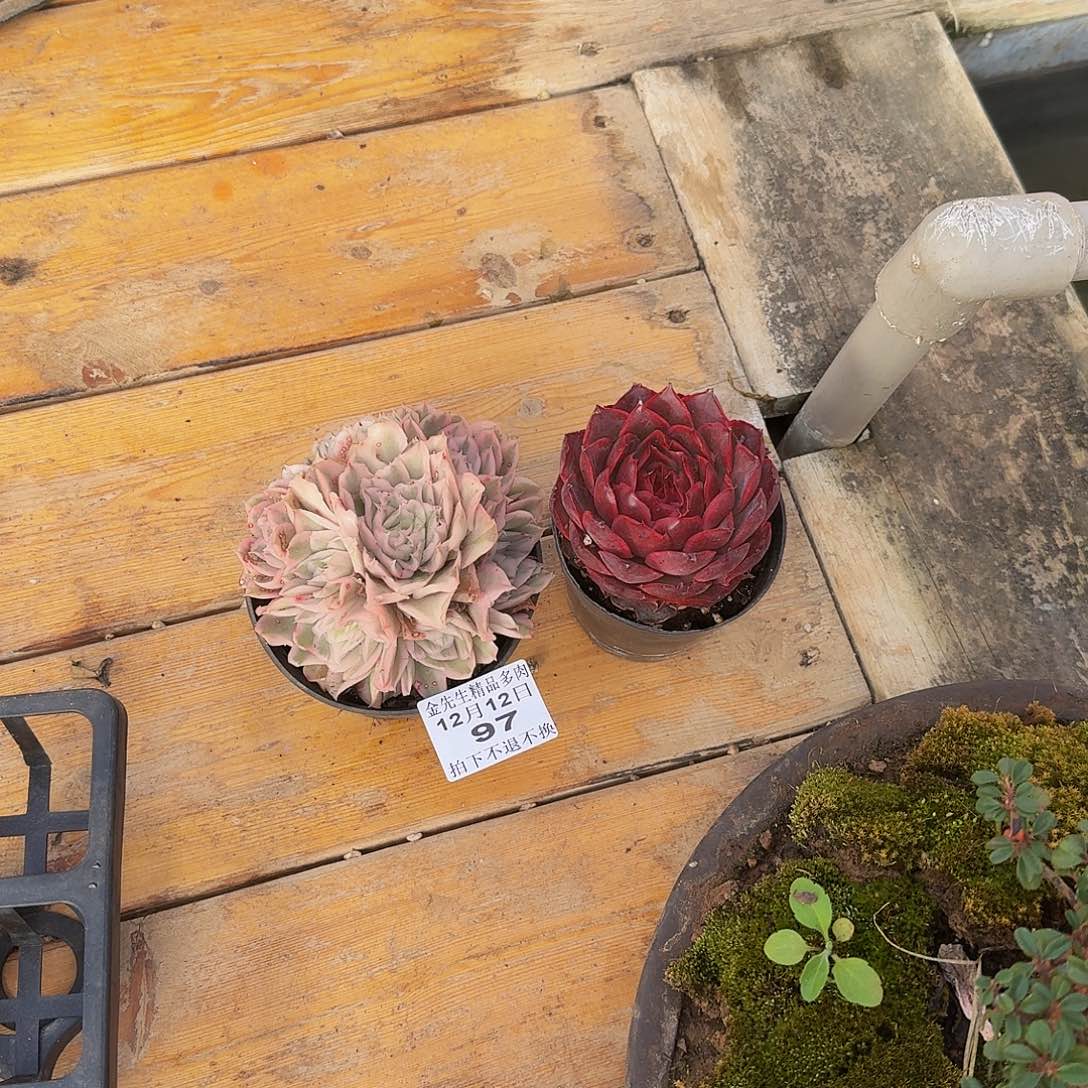 满***肉1212-97两个组合a