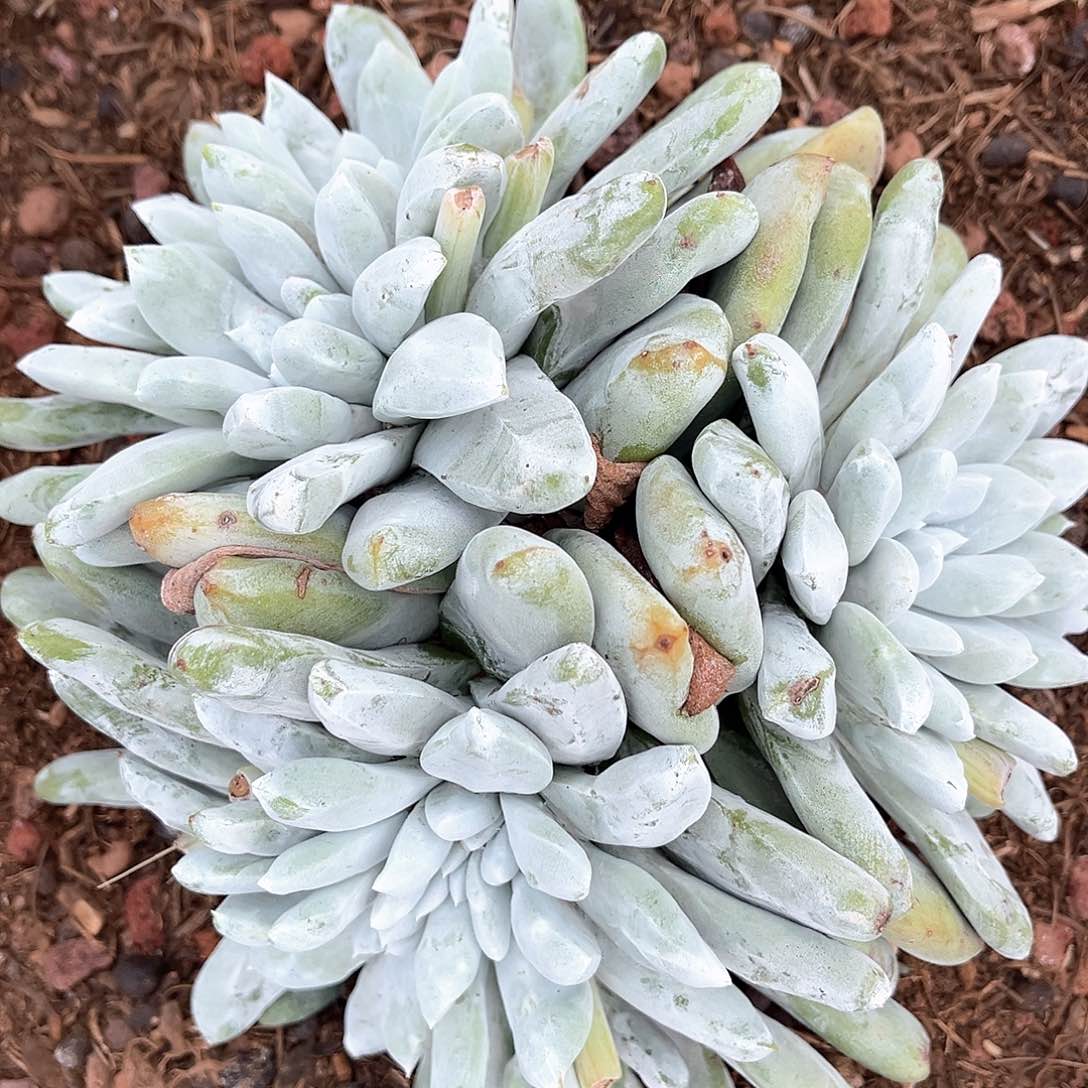 大海星夜拇指缀化