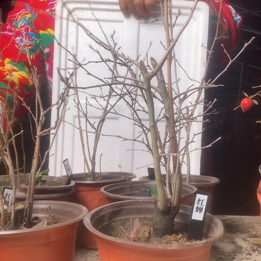 无花朵老鸦的红婵