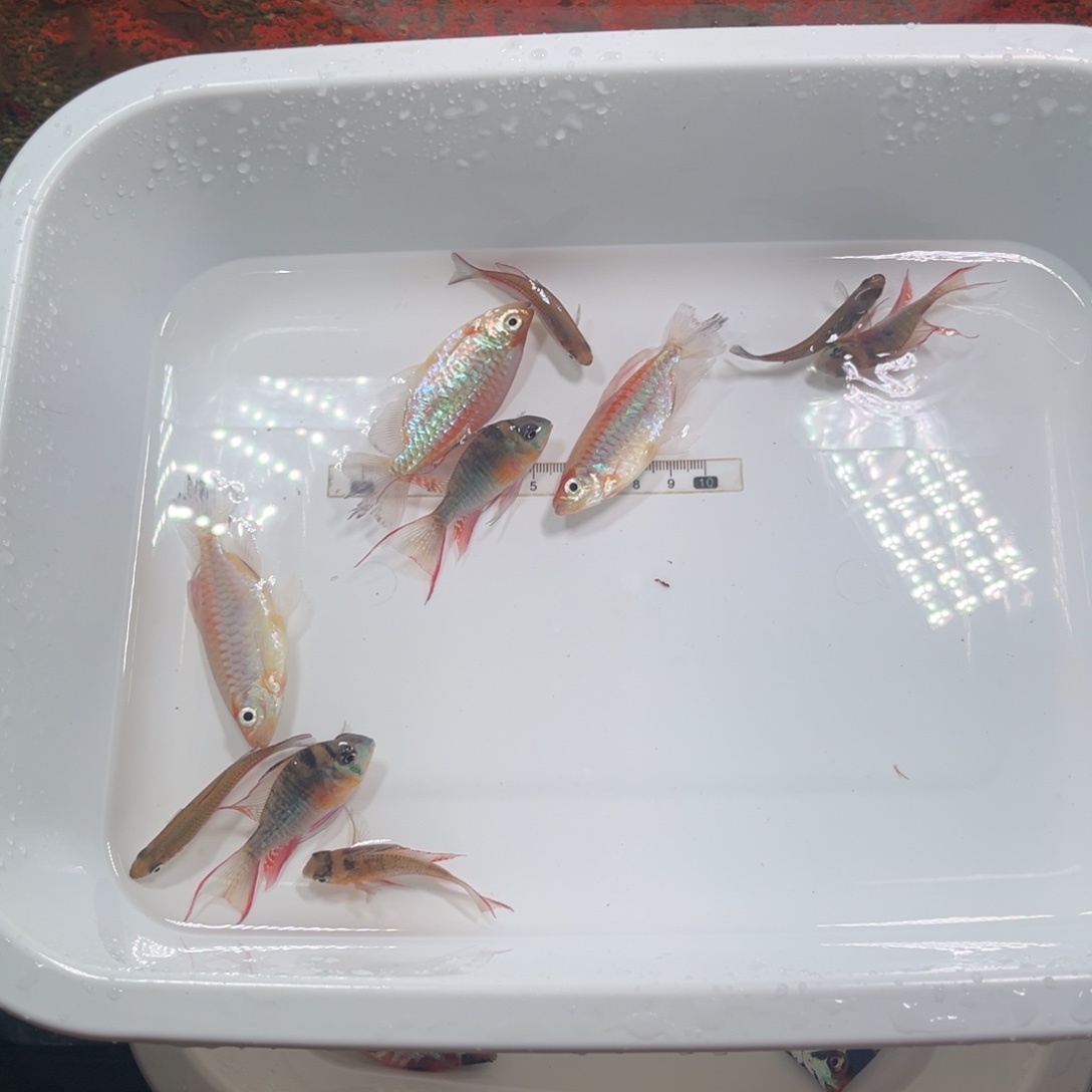神仙鱼刚果每人三条，三线每人三条，玻璃尾压四条