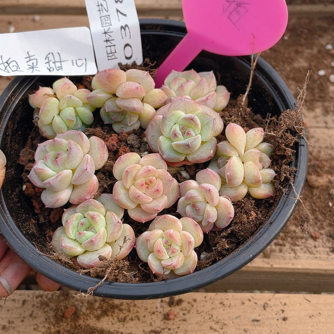 量拍多肉植物多肉植物378