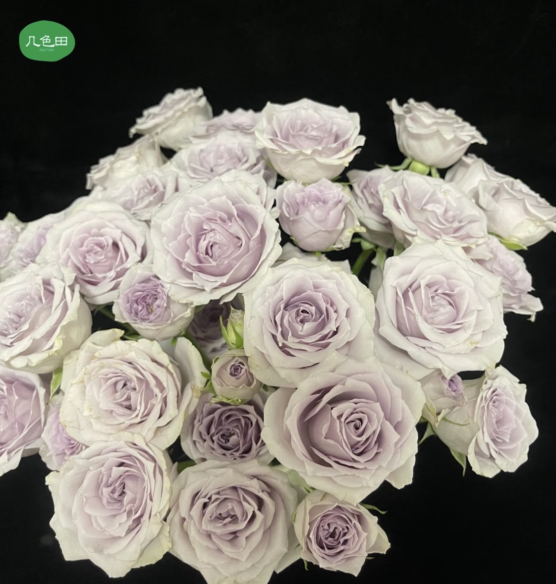 香芋紫多头----稀有多头玫瑰云南直发鲜花云南花插花鲜花 