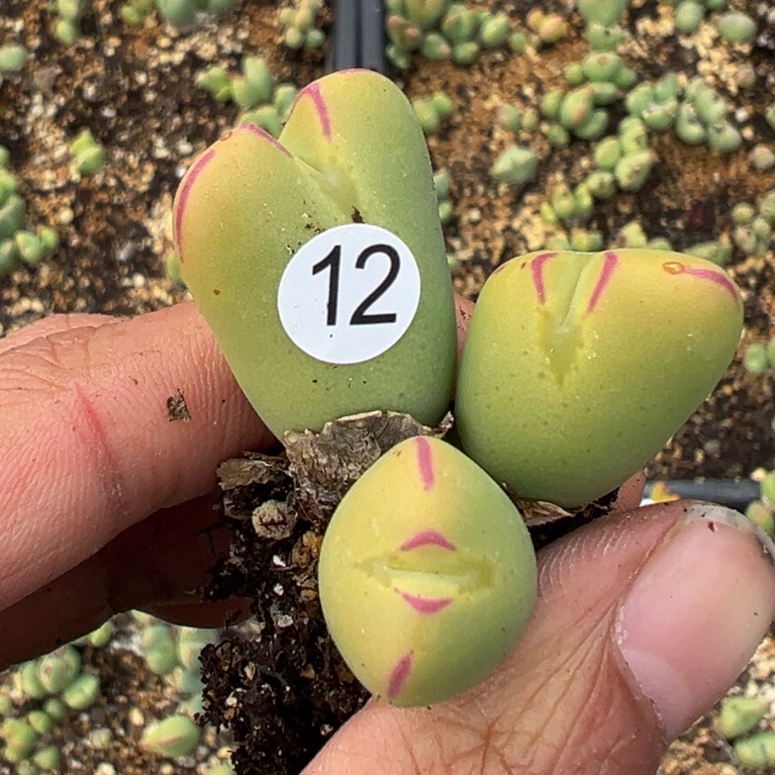 多肉植物1111111111111111