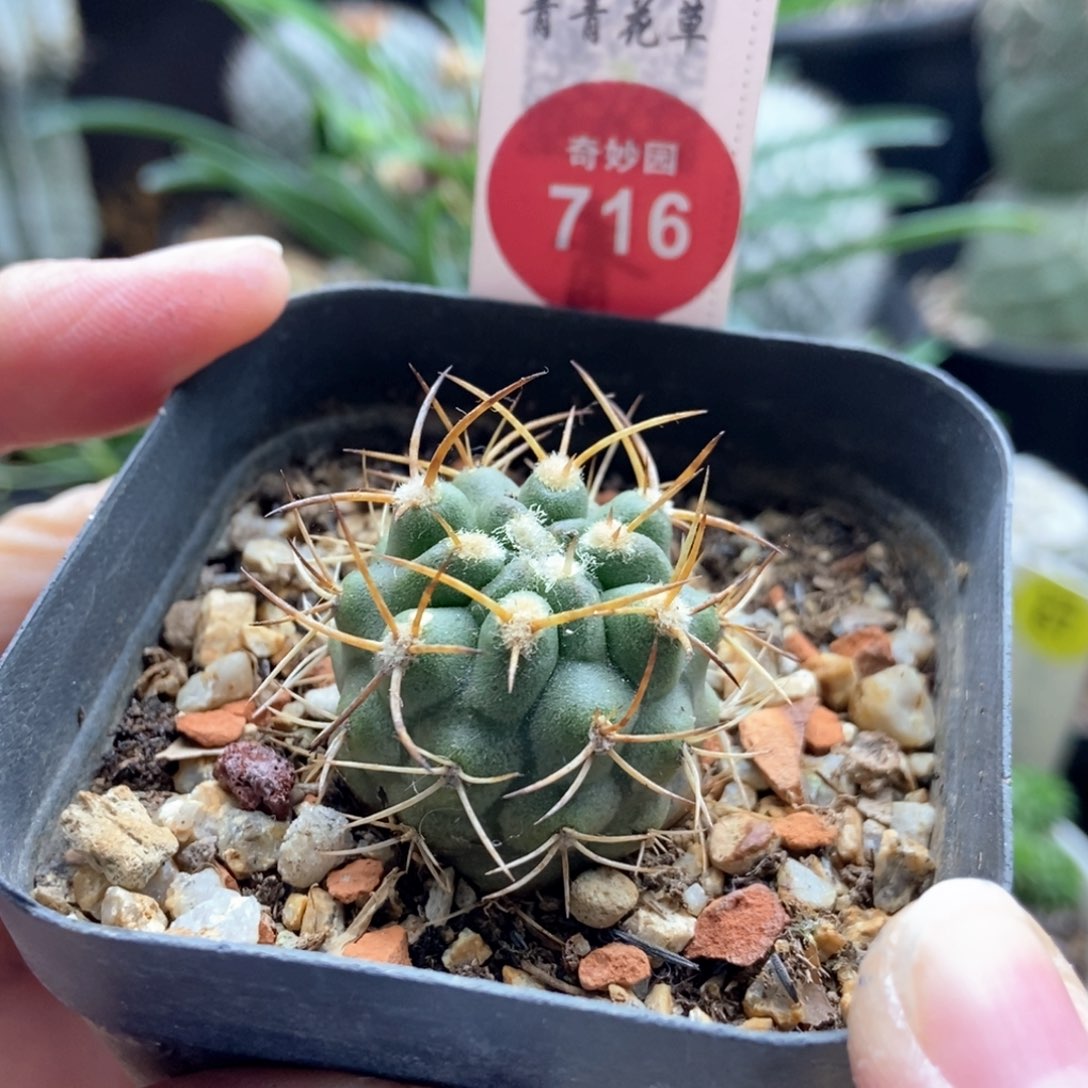 实生极光球2.8cm