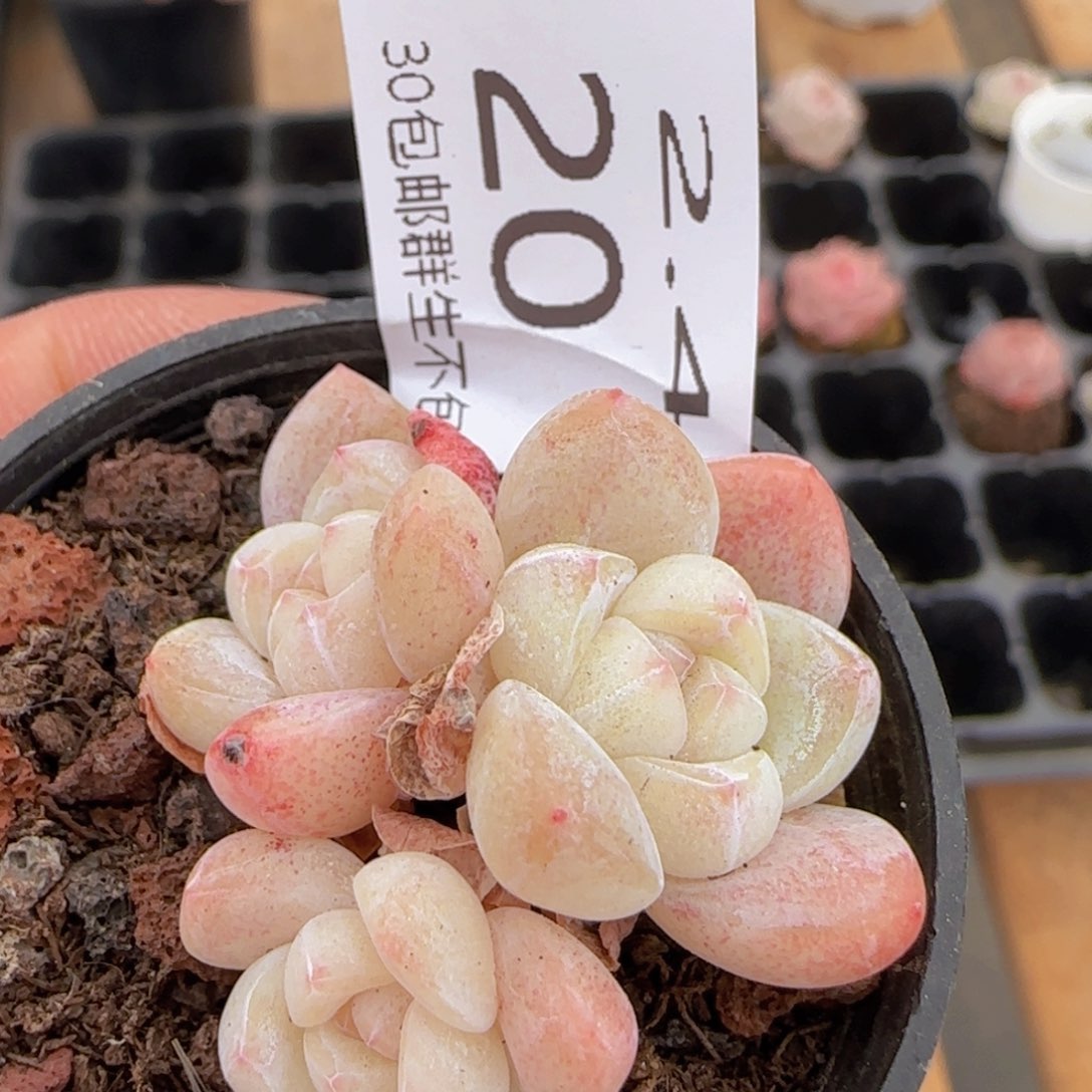 小脸冰玉单头一颗脱土