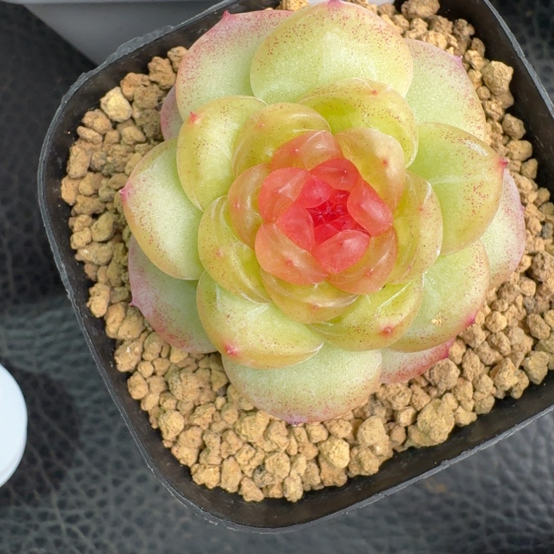 132-晴岚2单头一颗