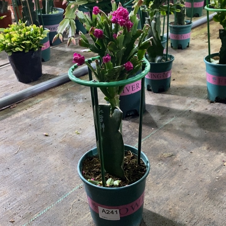 大部分花苞少量开放241嫁接红雷神