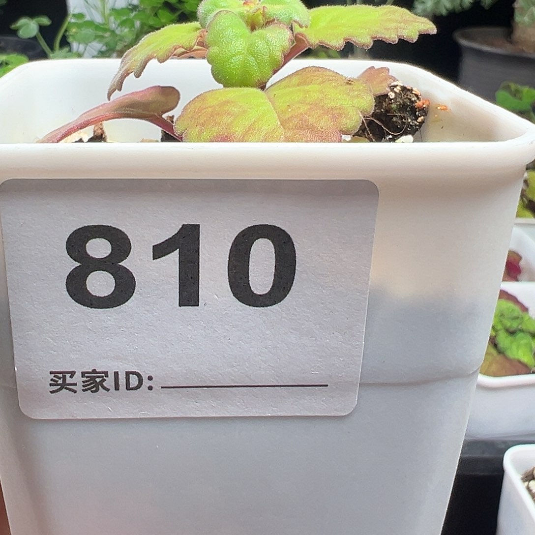 邦*爱氏延命草带盆发货