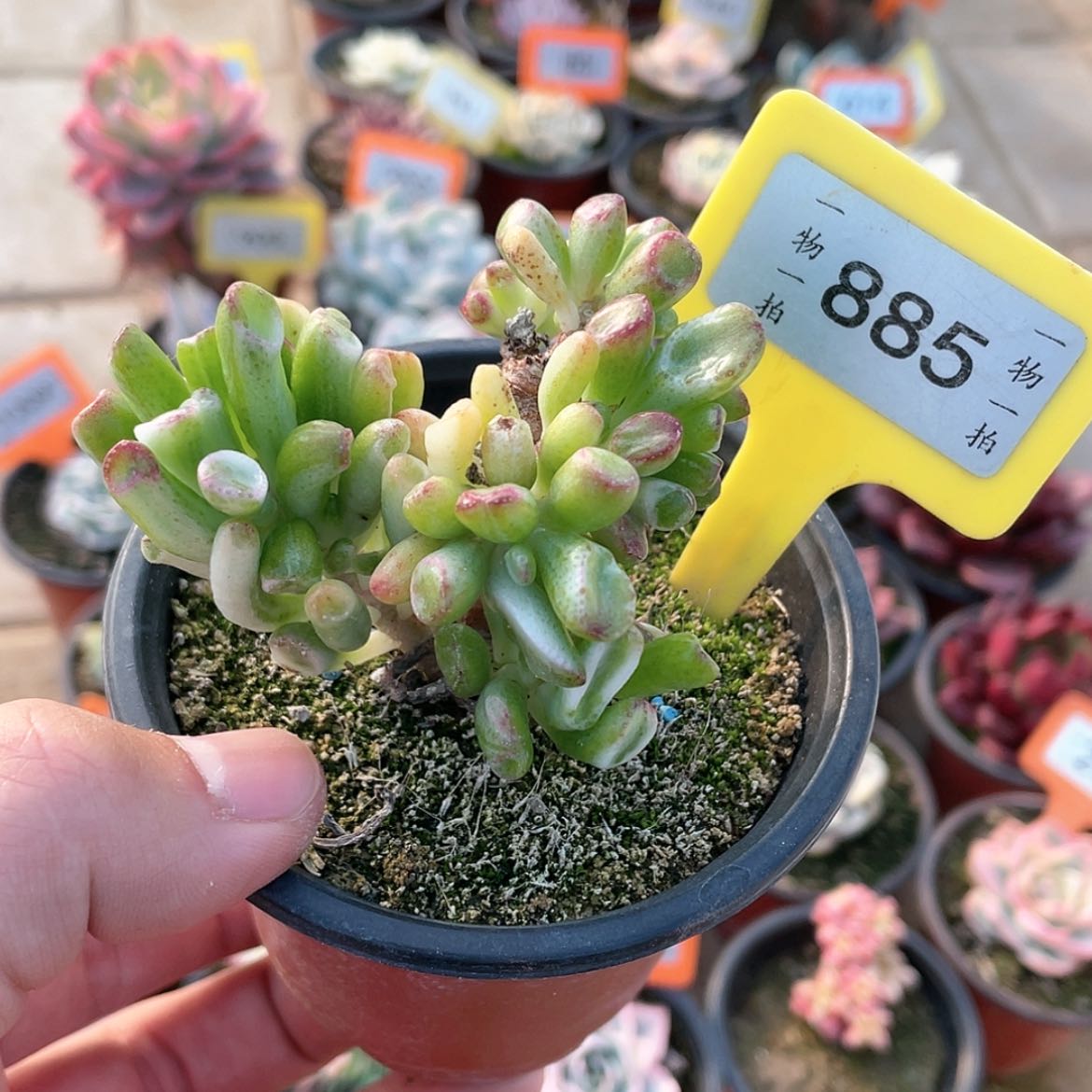 【闪购商品】885号