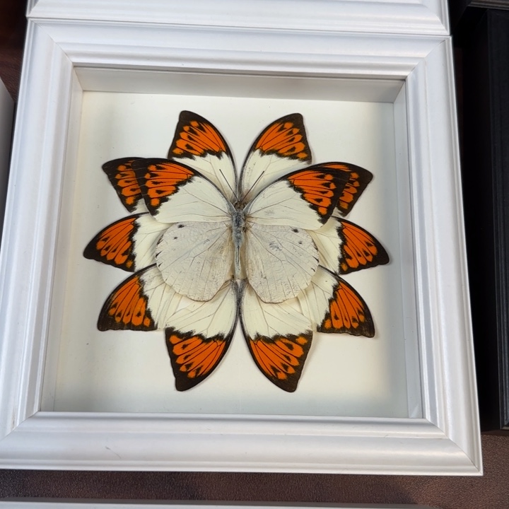 有机玻璃蝴蝶标本蝴蝶标本