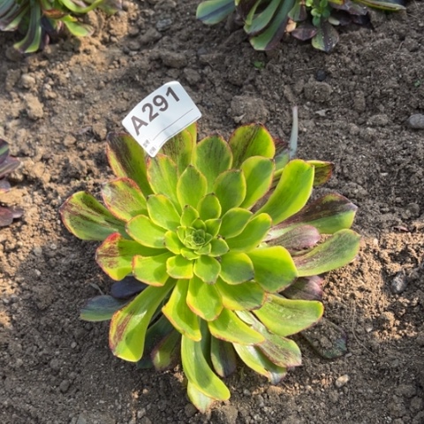 多肉植物莫兰迪捧花