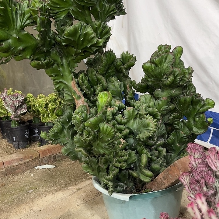 英***雄大戟科植物玉麒麟