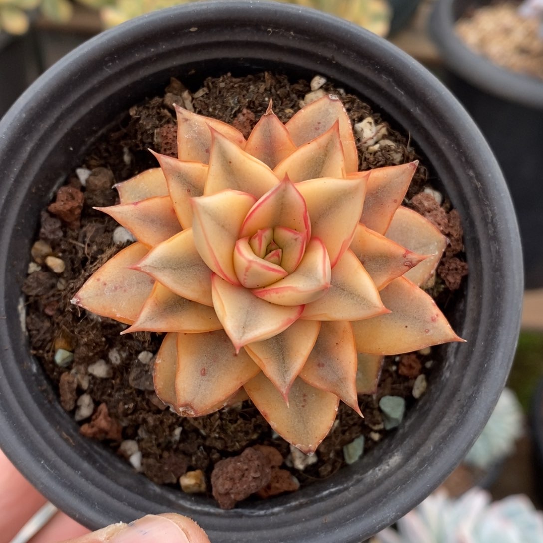 花*贝麒麟座锦多肉植物