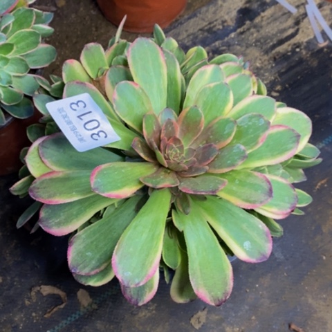 半夏多肉植物3013