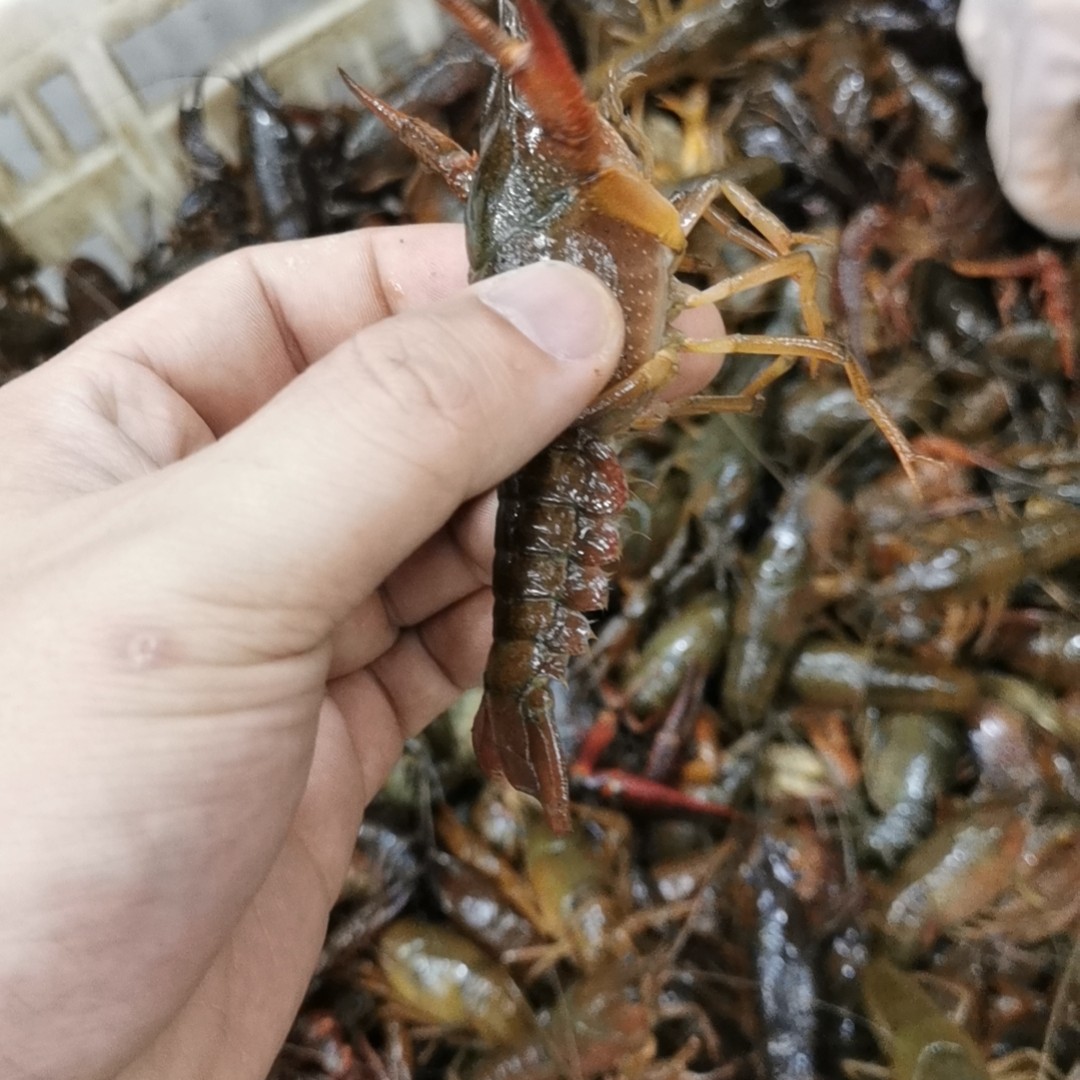 中青/中红到手1斤 （肉质饱满）小龙虾