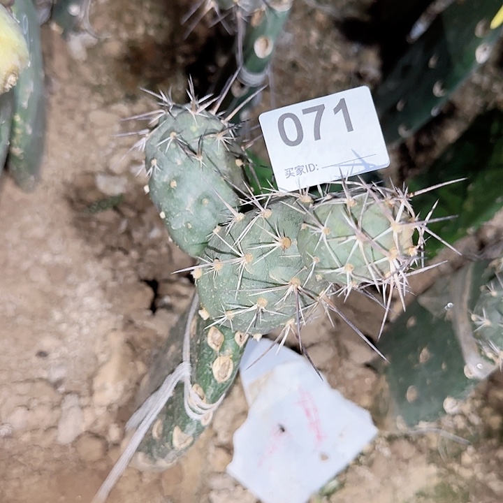 原地水牛角巨型习志野071