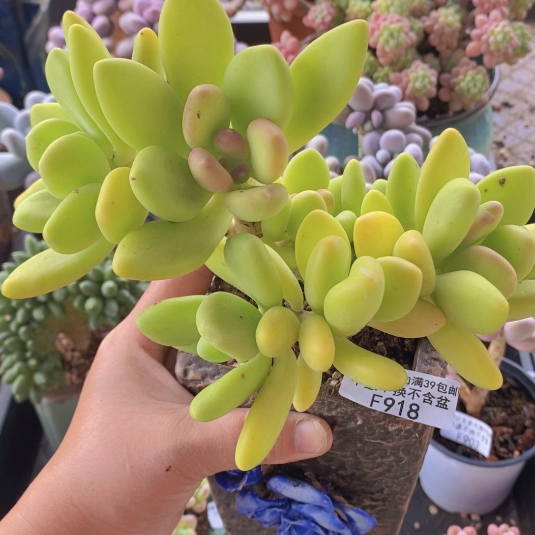芒果奶10cm918多肉植物