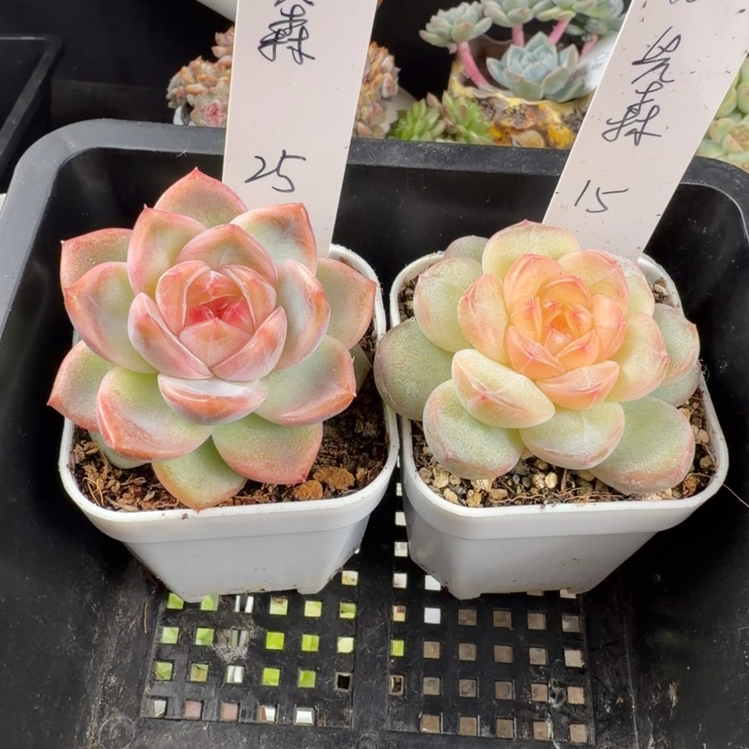 W***森先森两颗一组包邮