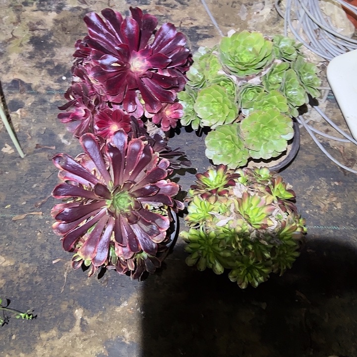 ****年不包侧枝一物一拍180