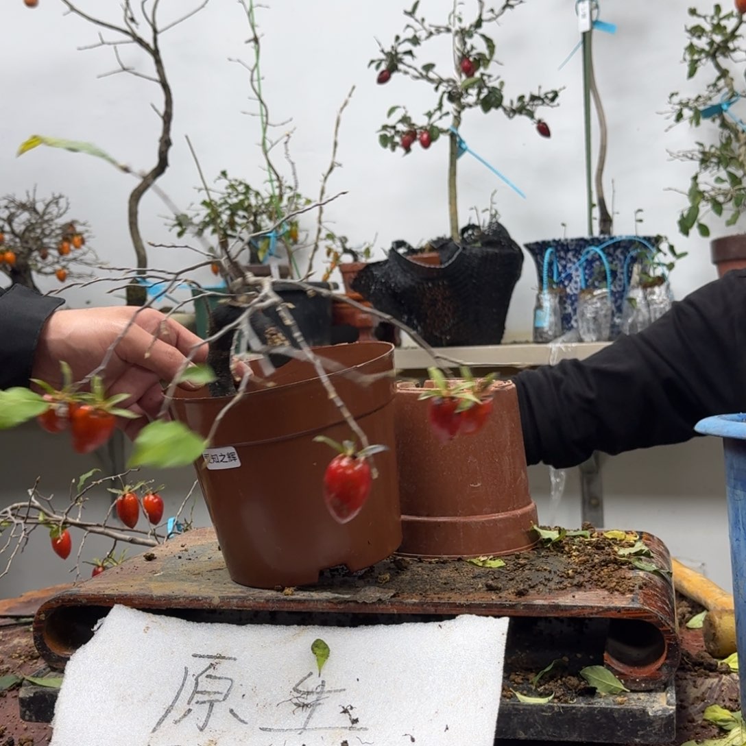 向***强无花朵366顺丰到付不包邮