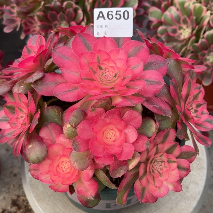 650荔枝22厘米左右