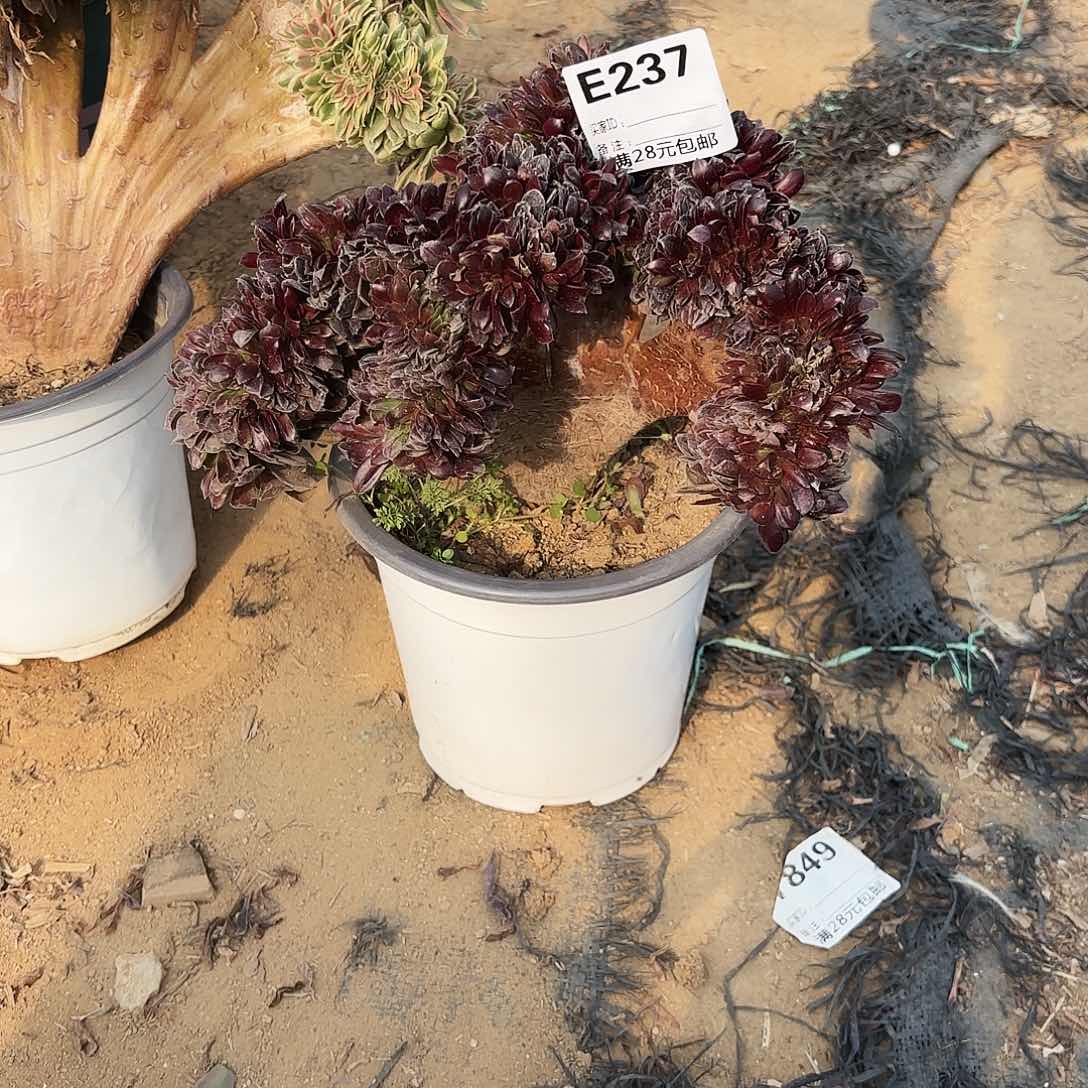 237欧子缀多肉植物