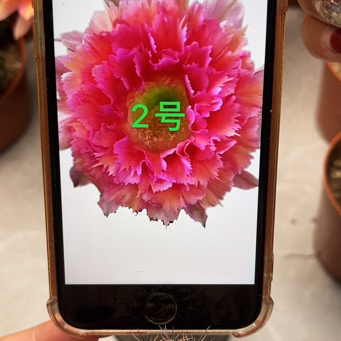 彩草2号羽毛测芽2.5公分左右