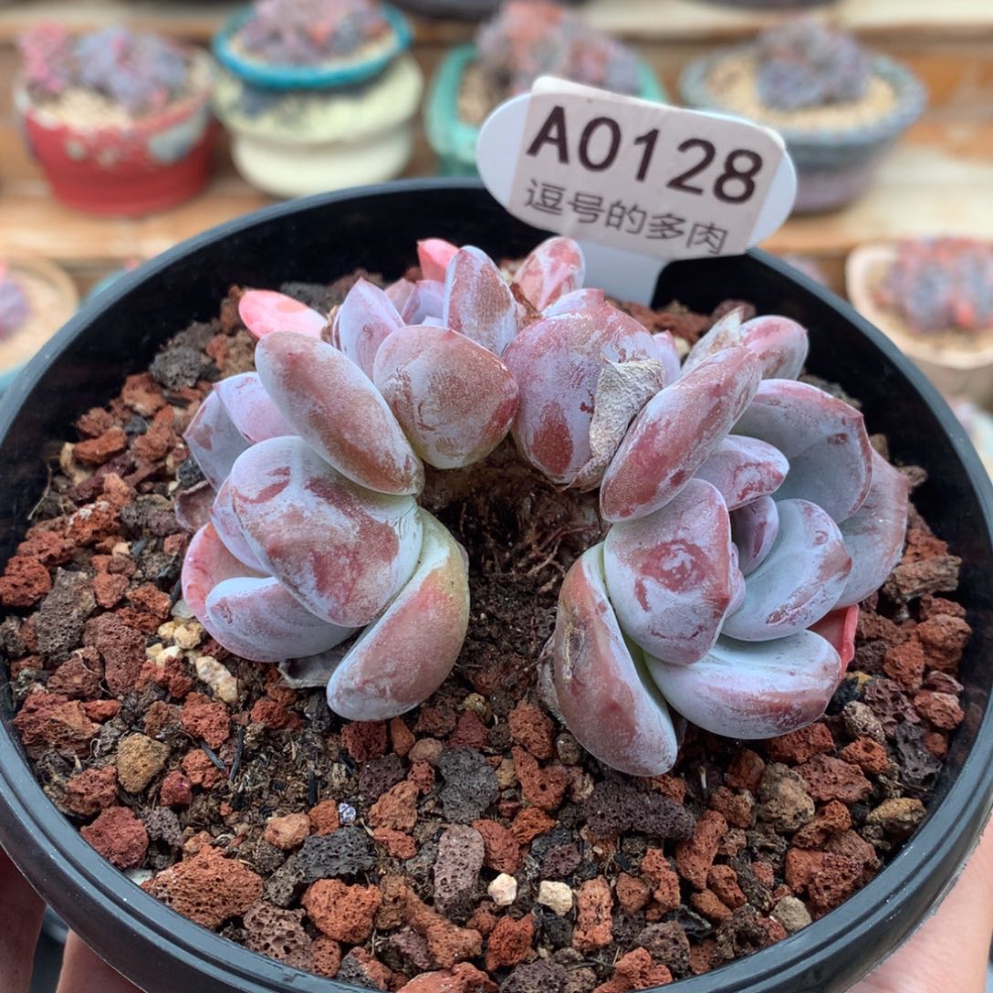 A0128 尝鲜价 紫皮星影 无砍 9cm