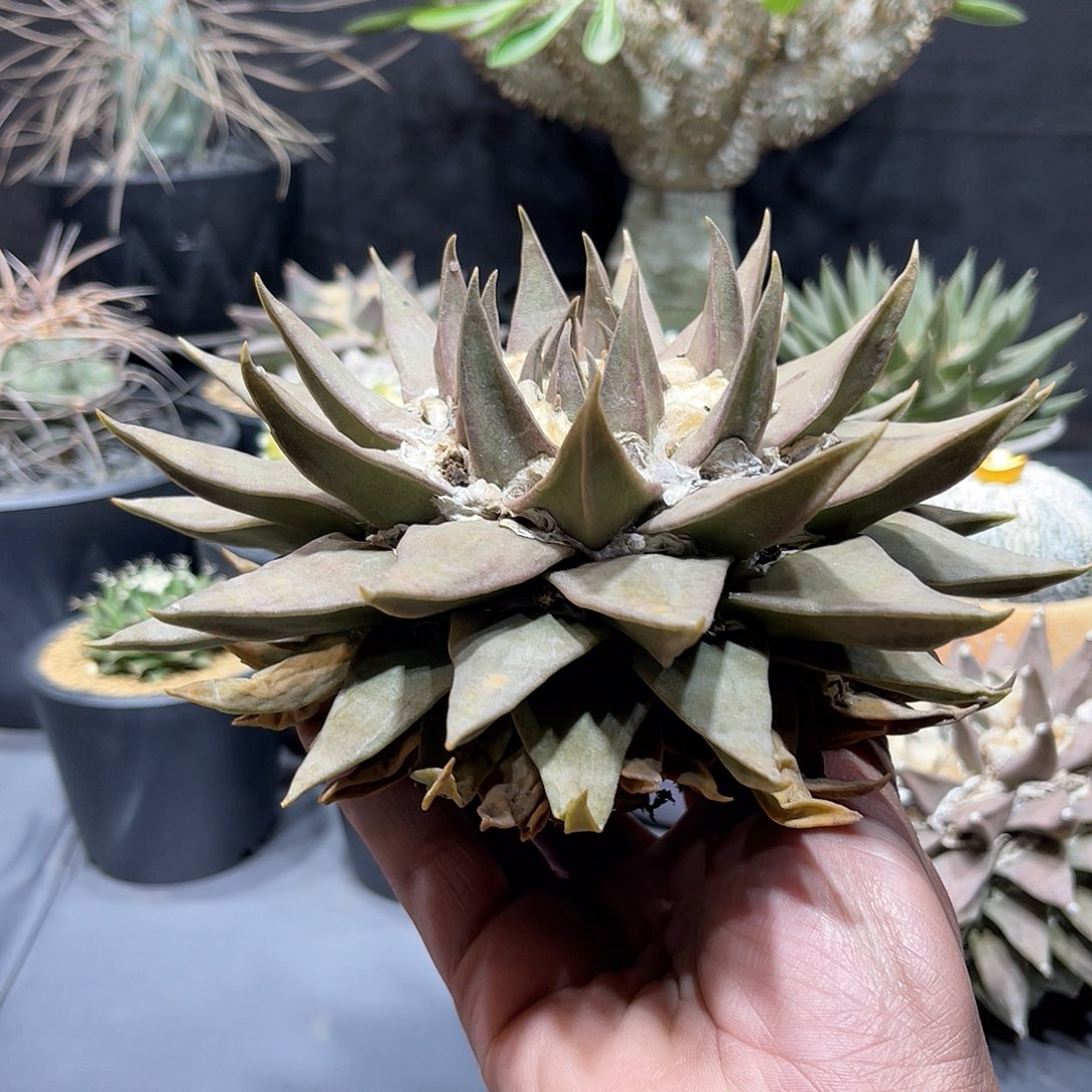 砂*仙人球仙人球开花