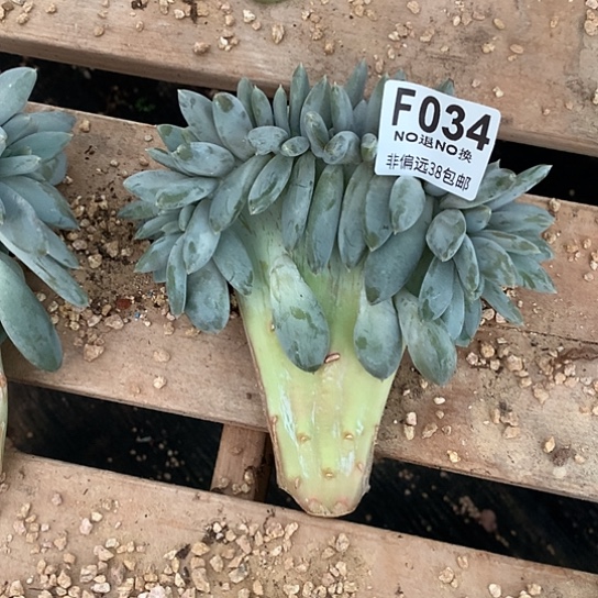 燕***2哥特缀化034 亏本处理不退不换7-8天发货